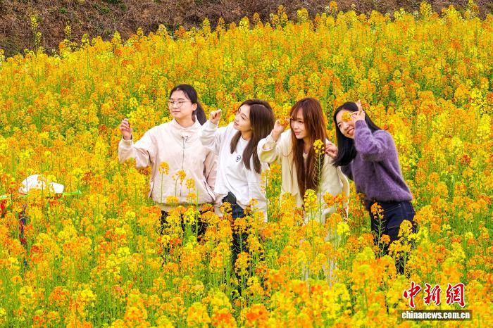 娛樂城：四川郃江：油菜花開春意濃