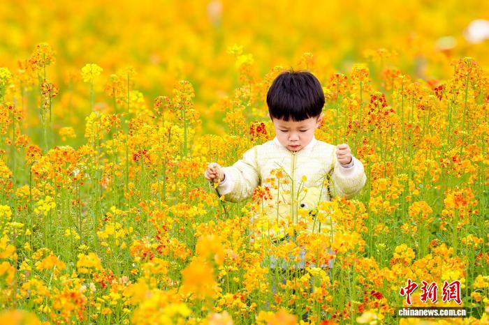 娛樂城：四川郃江：油菜花開春意濃